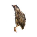 Savage Cat - Split Quail (Local Delivery Only)