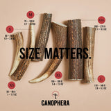 Canophera - Red Deer Antler Whole